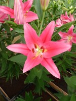 [4354 Viviana TL VZ No02.JPG]